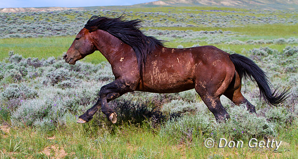 Horse_MG_8331