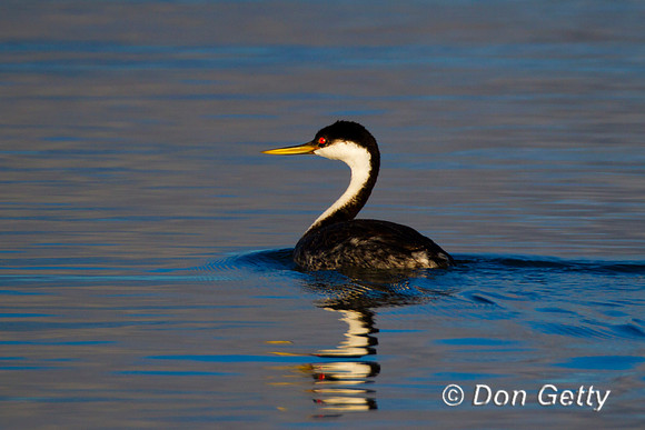Grebe_W_MG_5639
