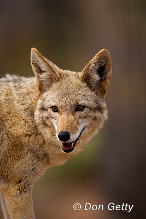 Coyote_MR8D4365