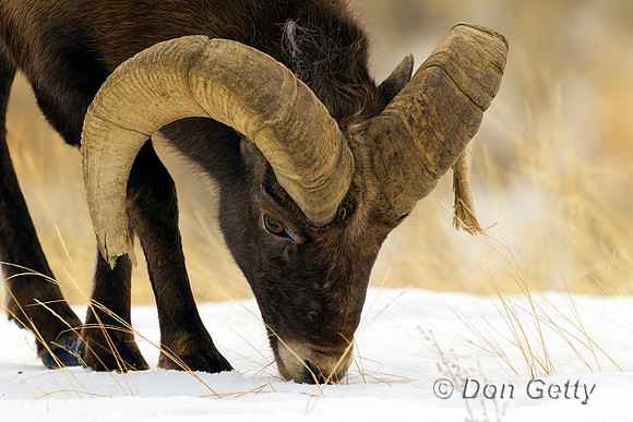 Sheep_BH_Z2F7888