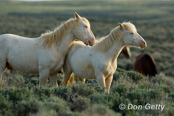 Horse_D4B7477
