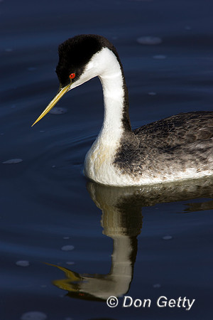 Grebe_W_R8D3537