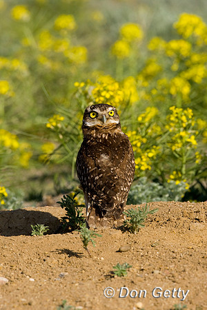 Owl_Brrw_D4B8813