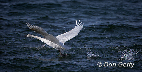 Wyoming, "Yellowstone National Park","Swan Trumpeter","Cygnus buccinators"