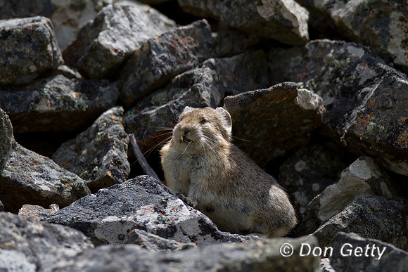 Pika_IMG_1644