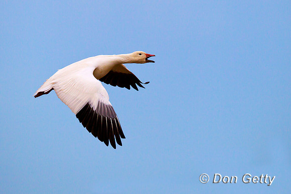 Snow Goose