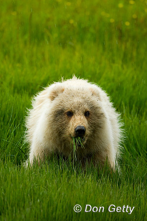 Brown Bear