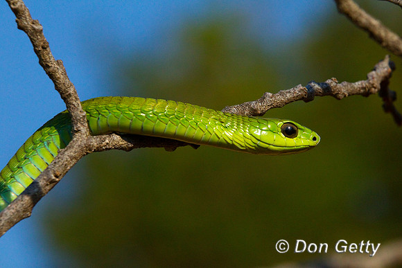 Boomslang_Z2F0682