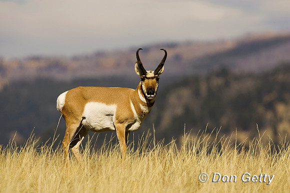 Pronghorn