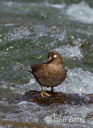 Harlequin Duck