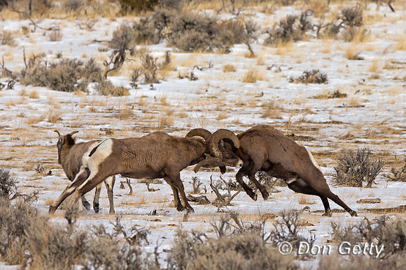 "Bighorn Sheep", "Ovis canadensis", "Shoshone National Forest", Wyoming