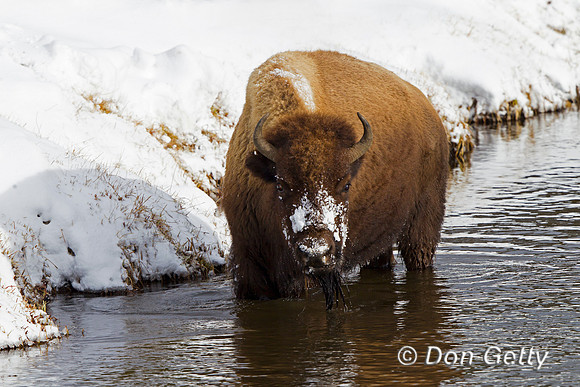 Bison, "Bison bison", Buffalo, Wyoming, "Yellowstone National Park"