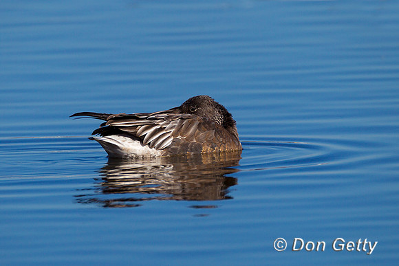 Pintail_N_Z2F2950