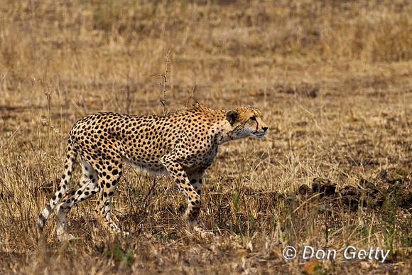 Cheetah_Z2F6484