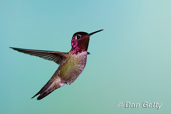 Hummingbird_Anna's_MR8D4998