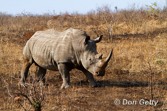 Rhino_W_MG_5809