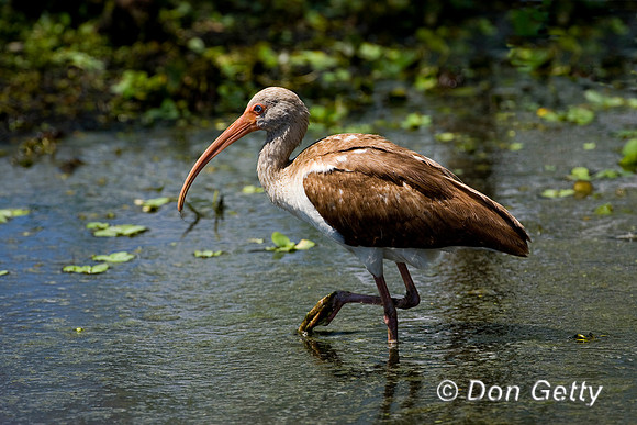 Ibis_White_D4B7663