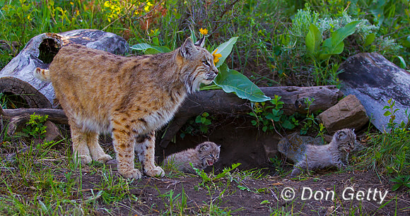 Bobcat_Z2F2402