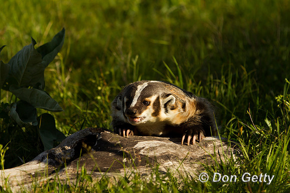 Badger