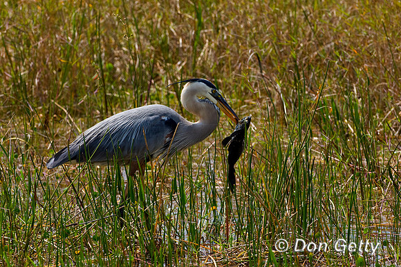 Heron_Grt_Blue_D4B8013