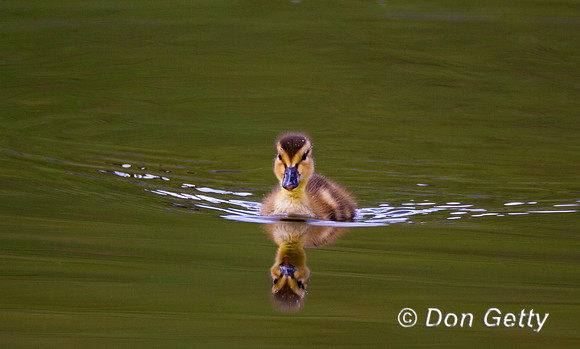 Mallard_MG_5271
