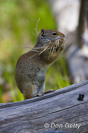 Squirrel_UG_R8D5167