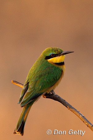 Bee-eater_L_Z2F9198