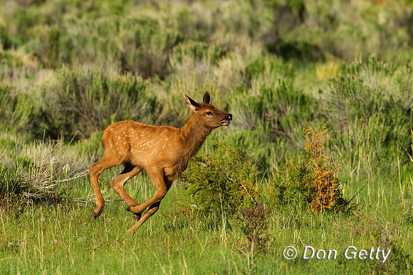 Elk_BZ2F5297