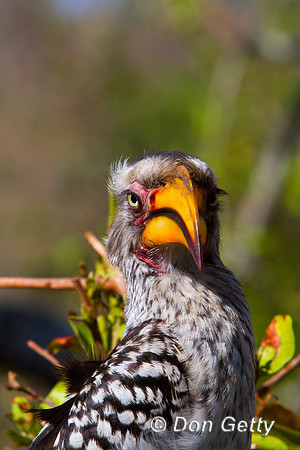 Hornbill_SYB_MG_3876