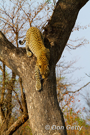 Leopard_MG_5537