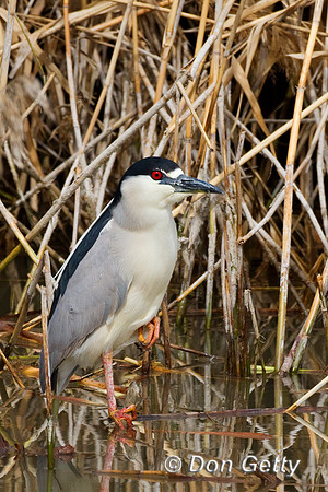 Heron_BCN_IMG_0370
