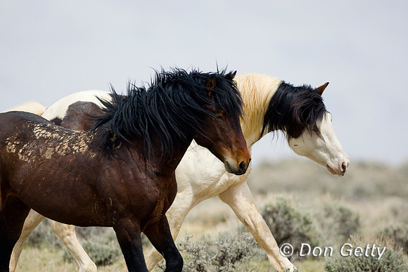 Horse_D4B6949