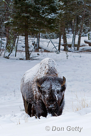Bison, "Bison bison", Buffalo, Wyoming, "Yellowstone National Park"