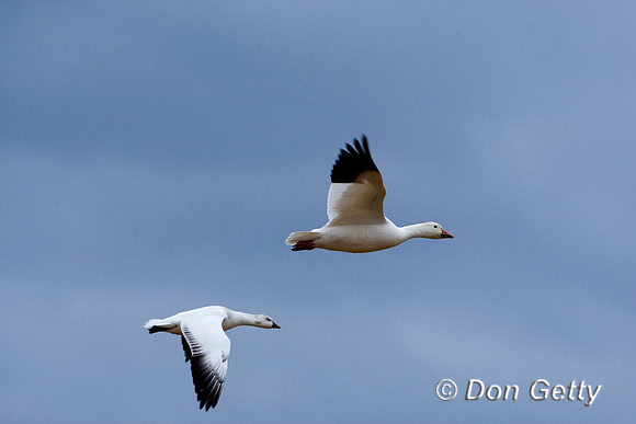 Snow Goose