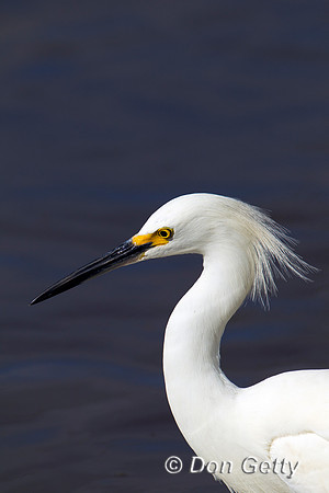 Snowy Egret