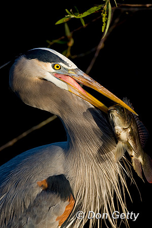 Heron_Grt_Blue_D4B8829