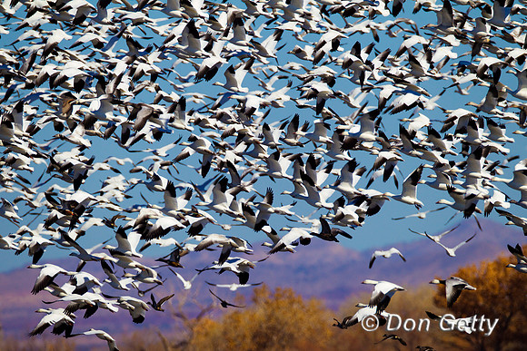Snow Goose