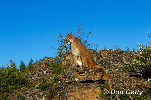 Mt_Lion_BZ2F2084