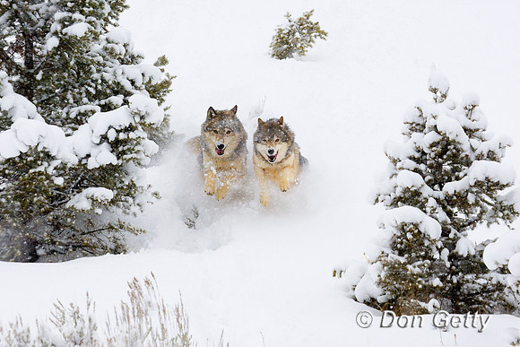 Wolf_D4B3468