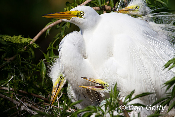 Great Egret