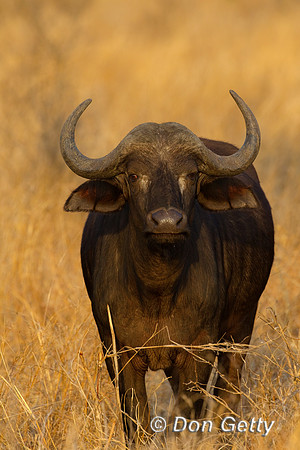 Buffalo_Z2F5685