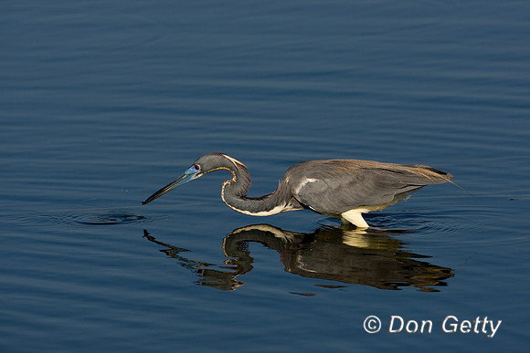 Heron_Tri-colored_D4B7487