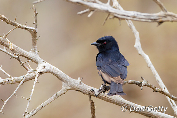 Drongo_FT_Z2F8886