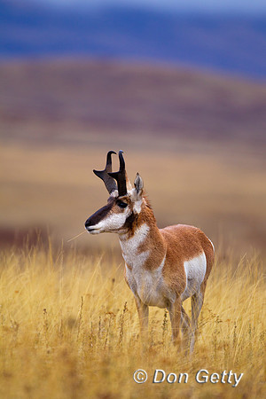 Pronghorn