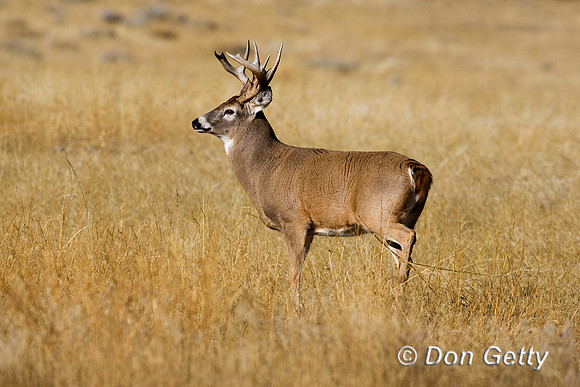 Deer_WtTl_D4B9179