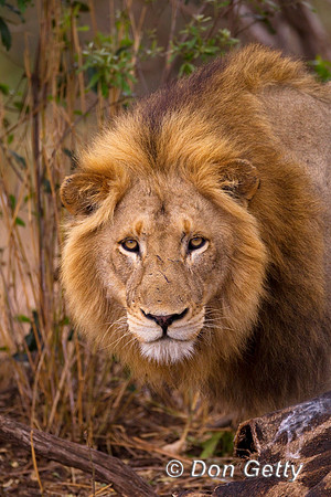 Lion_Z2F7056
