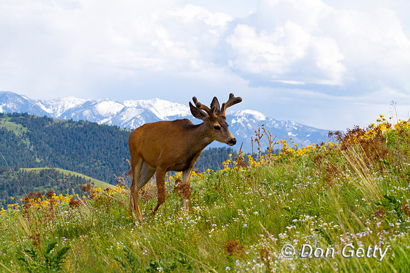 Deer_Mule_IMG_0829