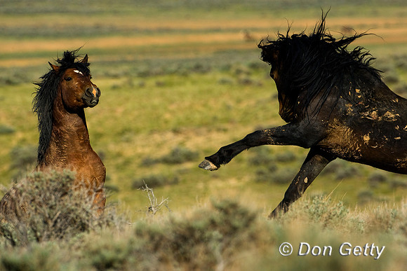 Horse_D4B9139