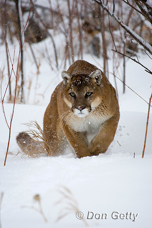 Mt_Lion_D4B3056
