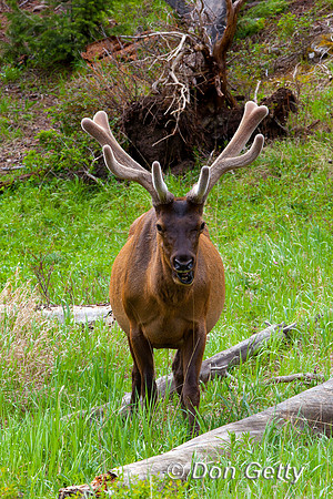 Elk_IMG_0804